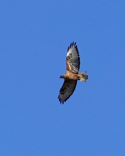 Long-legged Buzzard - ML468331701