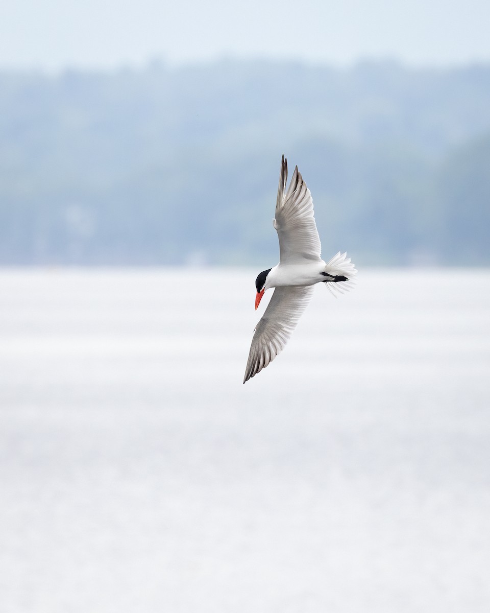 Caspian Tern - Lyall Bouchard