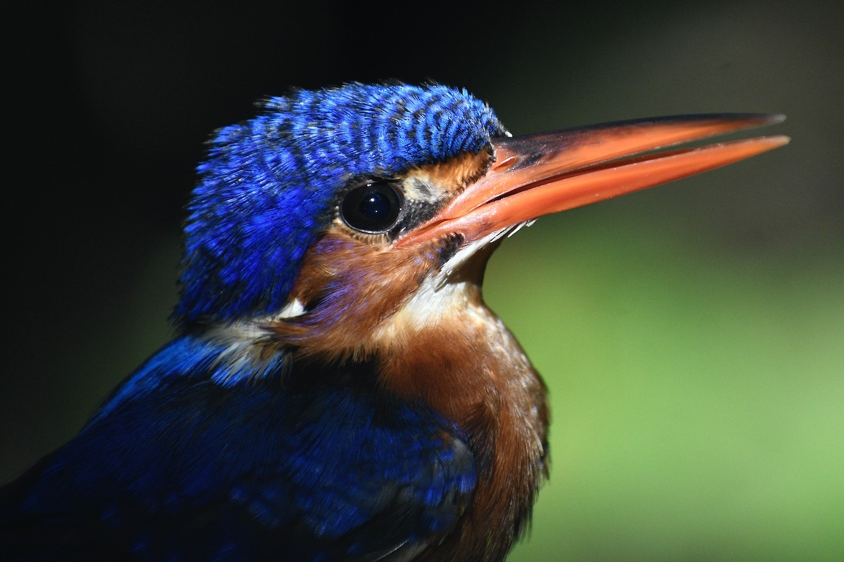 Blue-eared Kingfisher - ML468332061