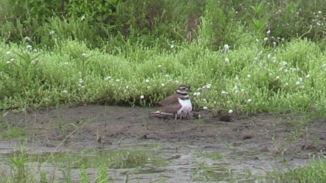 Killdeer - ML468333071