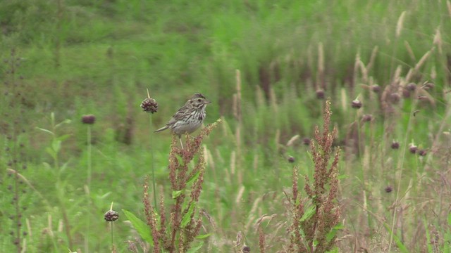 Savannah Sparrow - ML468333881