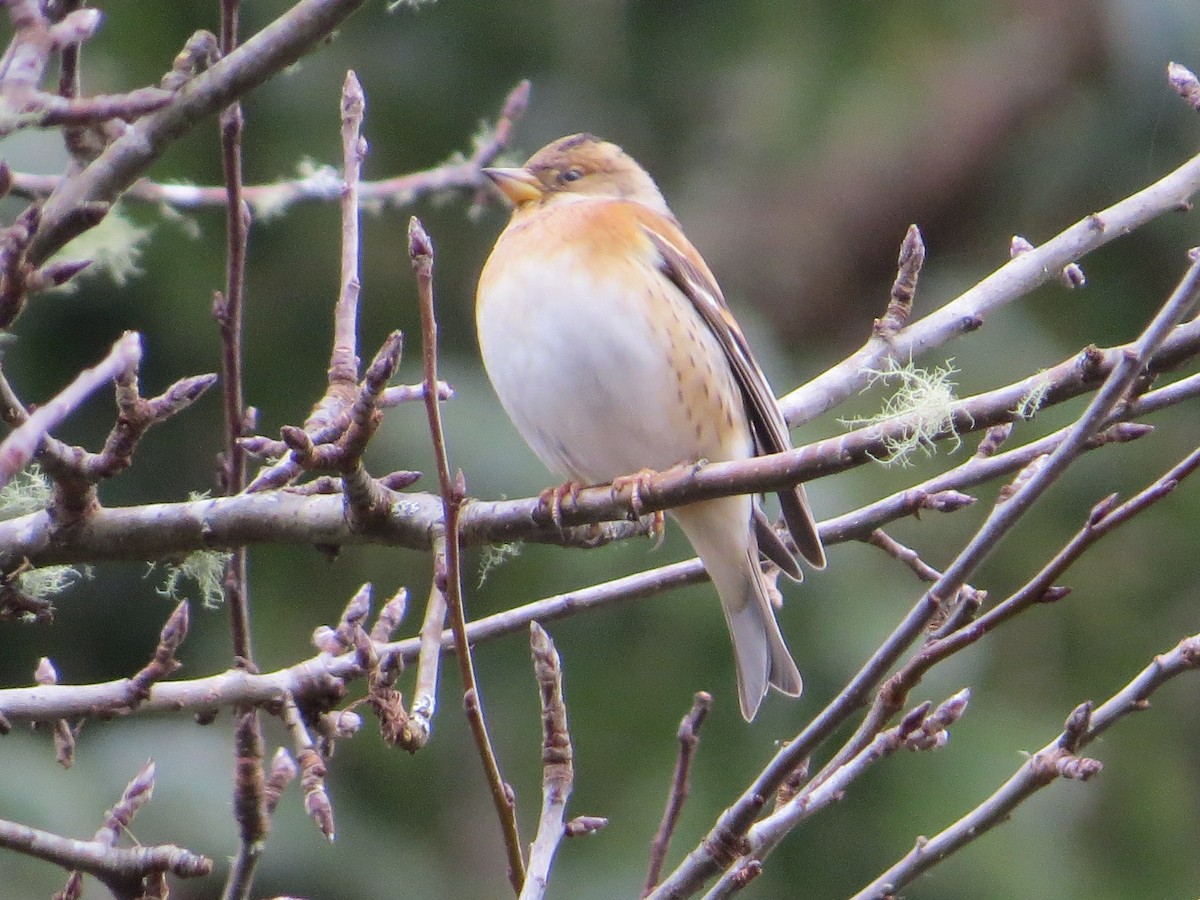 Brambling - ML46833481