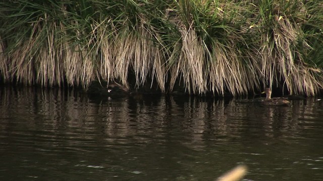 Yellow-billed Pintail (South Georgia) - ML468335