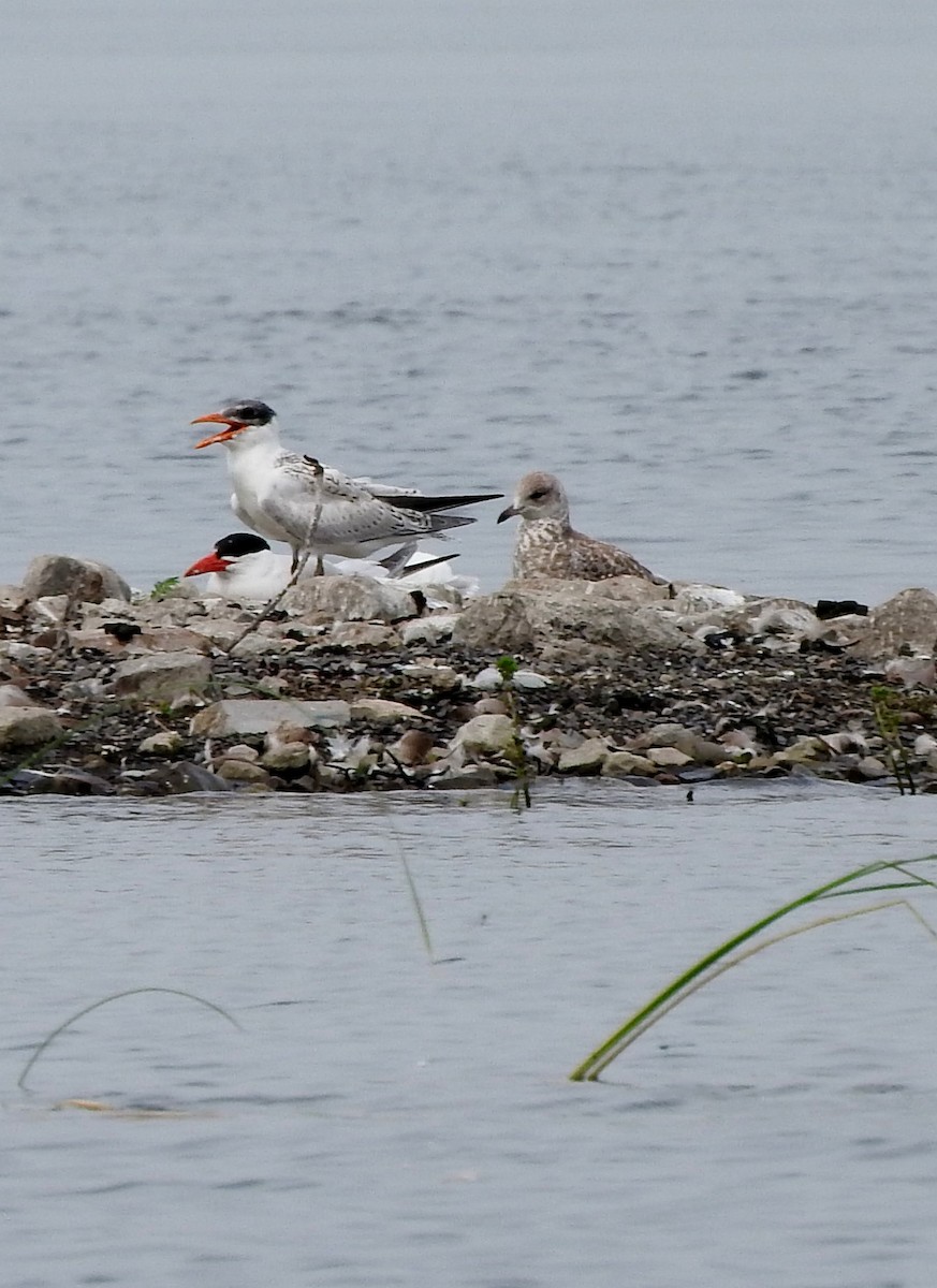 Морин хараалай - ML468335601