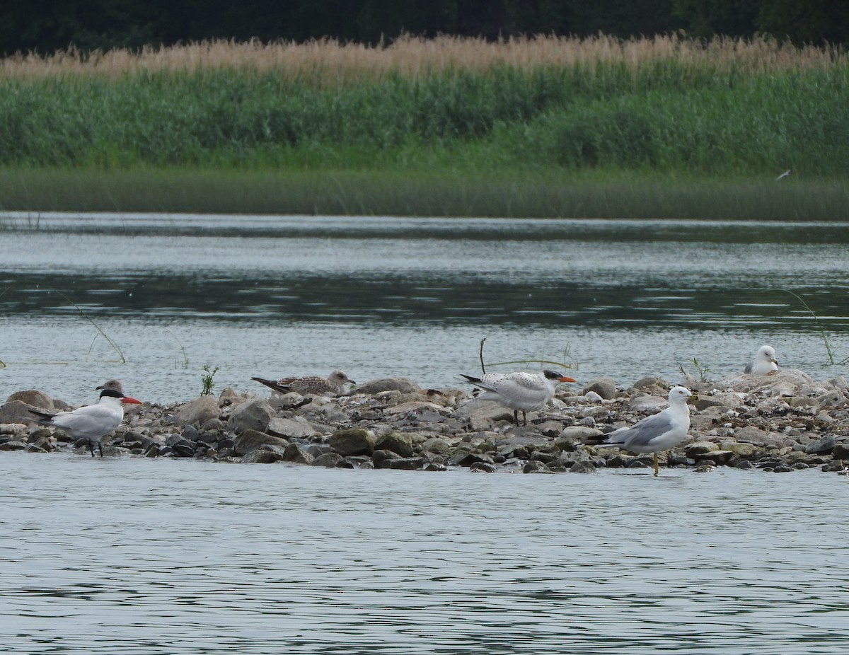 Ring-billed Gull - ML468335671