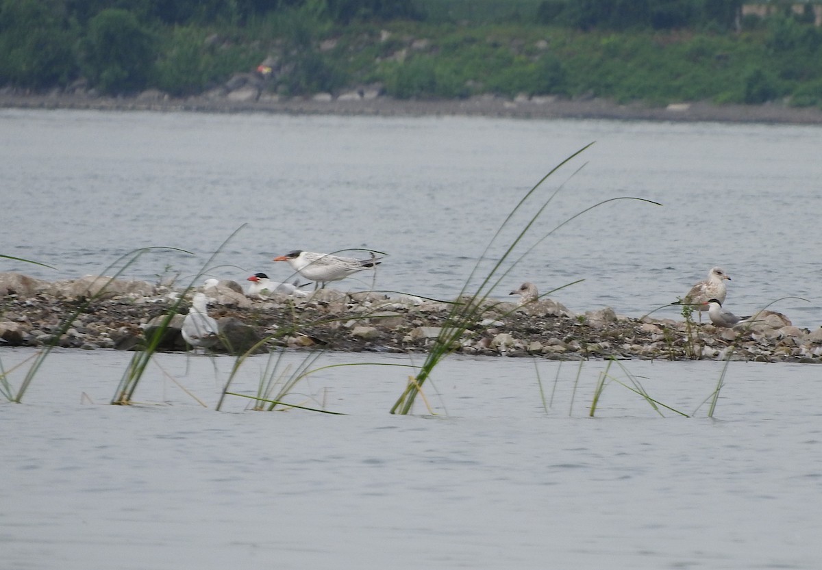 Эгэл хараалай - ML468335891