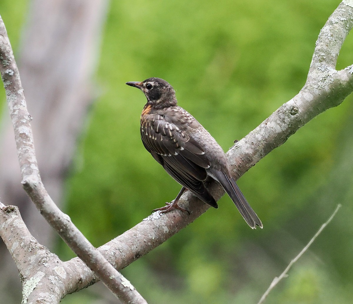 American Robin - ML468338801