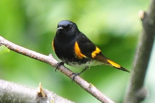 American Redstart - Gord Gadsden