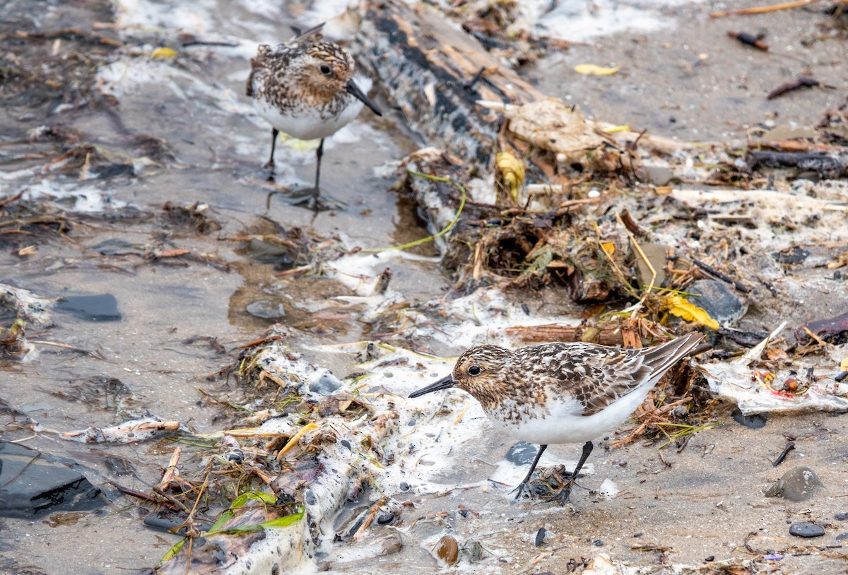 Sanderling - Gale VerHague
