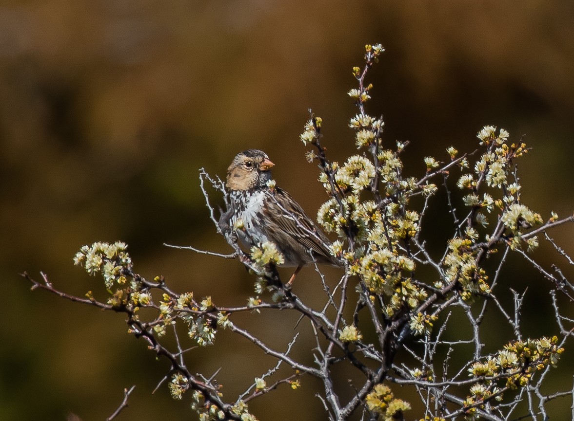 Harris's Sparrow - ML468340381