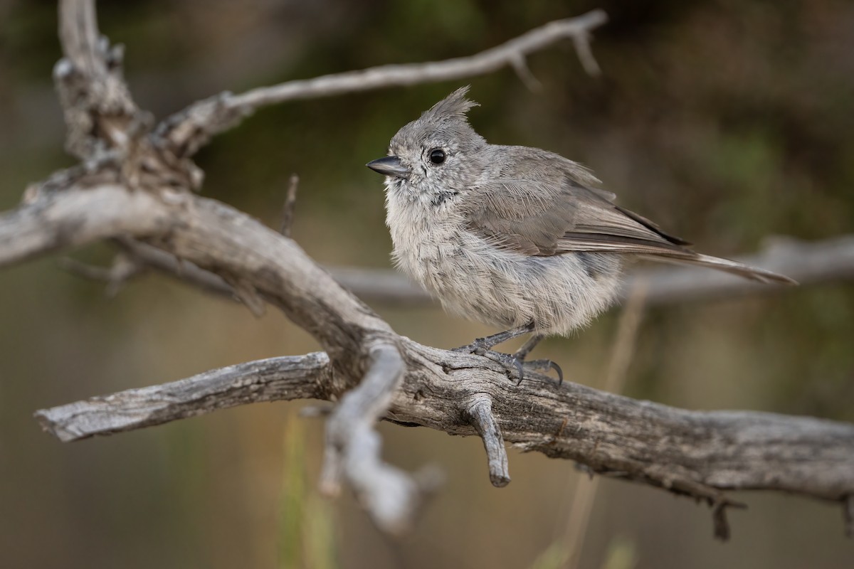 Juniper Titmouse - ML468340501