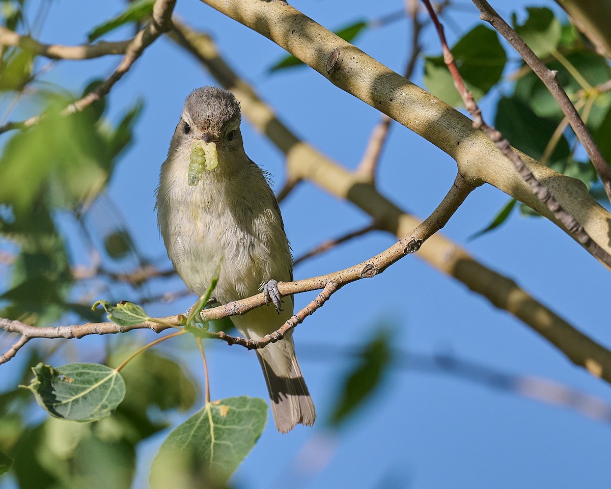 Warbling Vireo - ML468340951