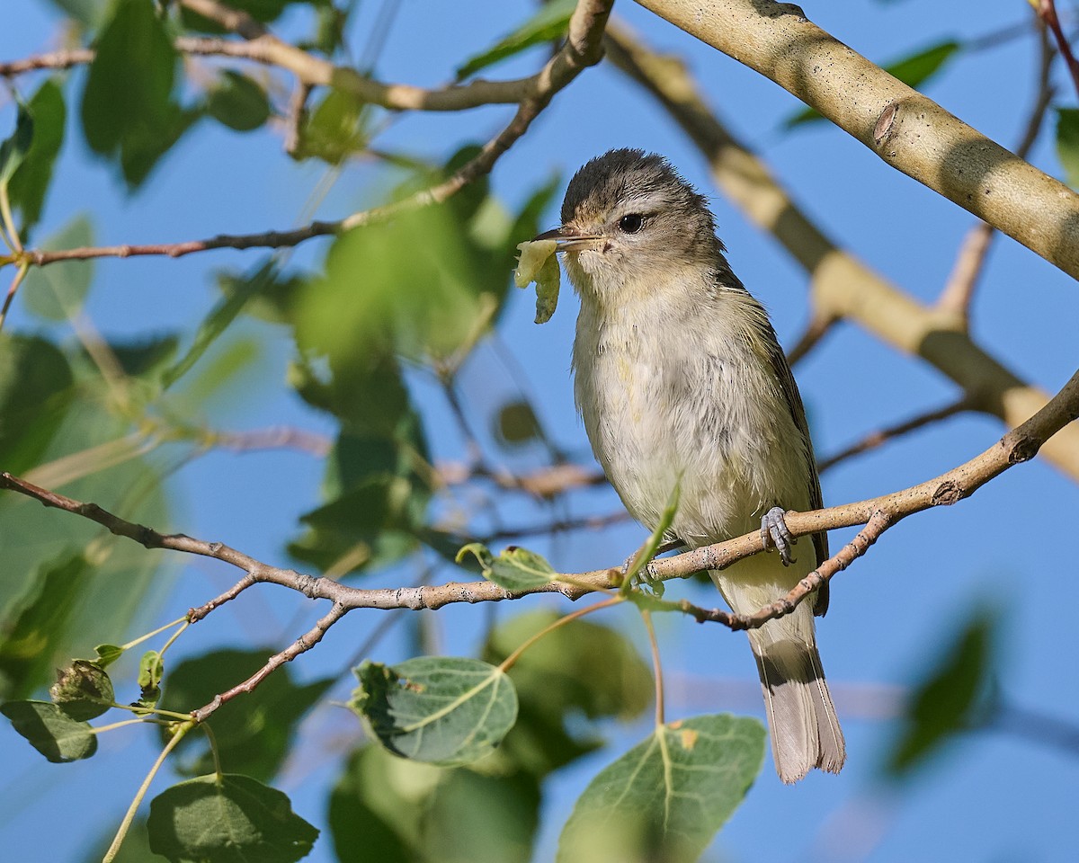 Warbling Vireo - ML468340971