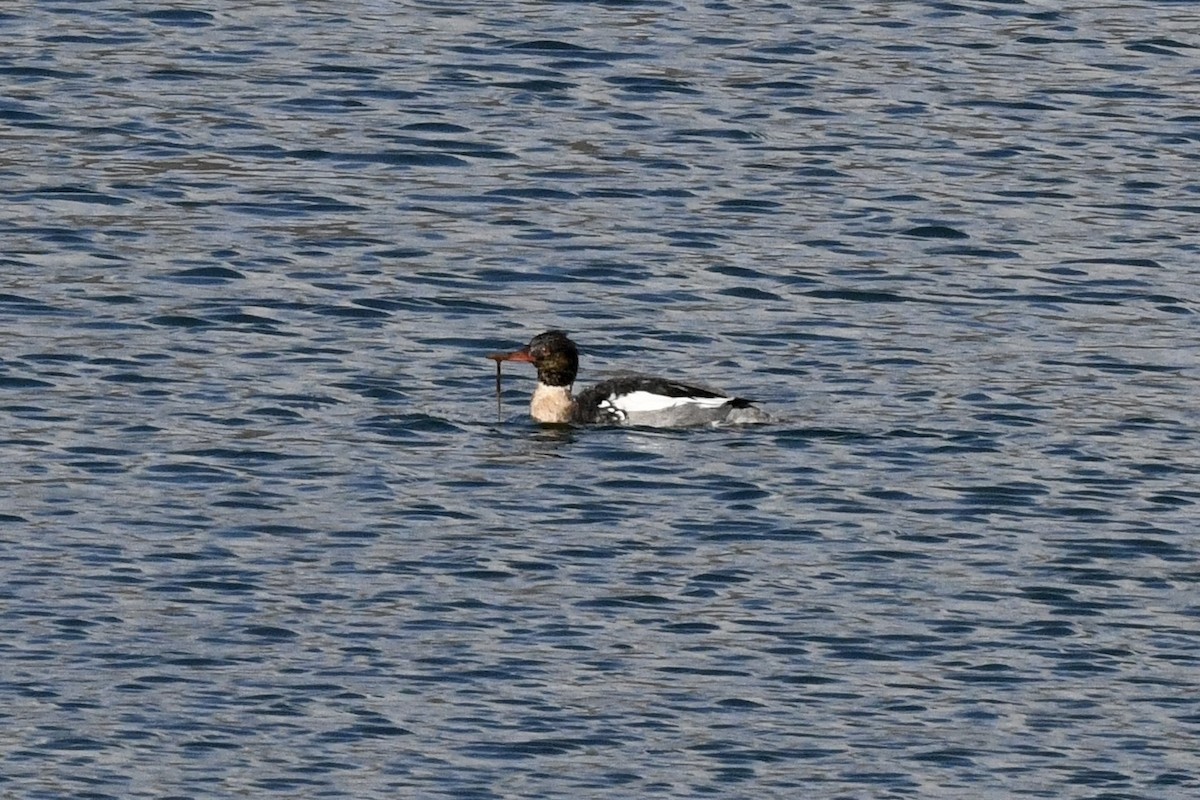 Red-breasted Merganser - Stephen Broker