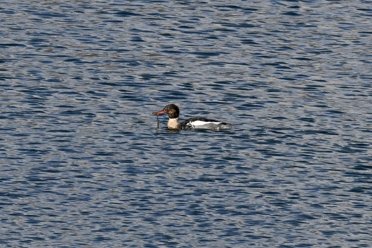 Red-breasted Merganser - Stephen Broker