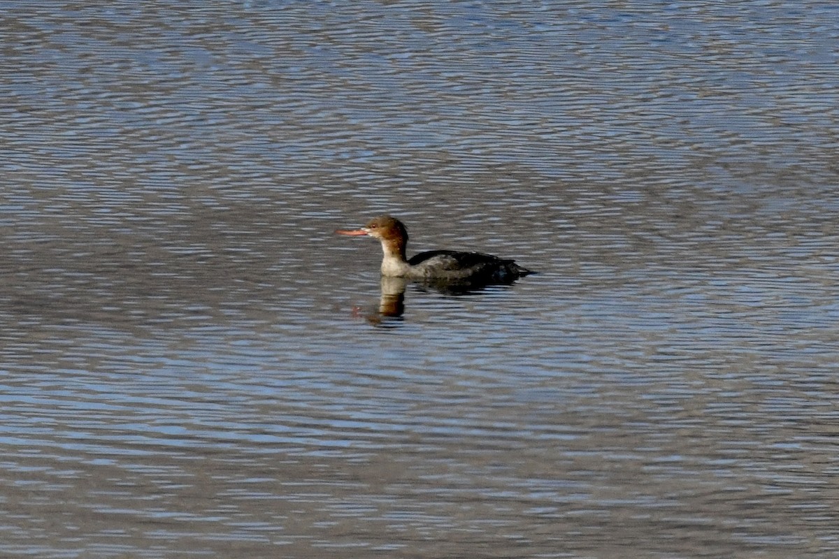 Red-breasted Merganser - Stephen Broker