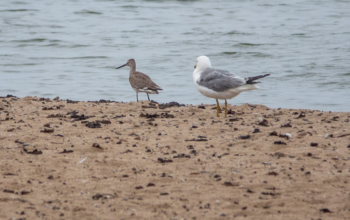 Willet - Gale VerHague