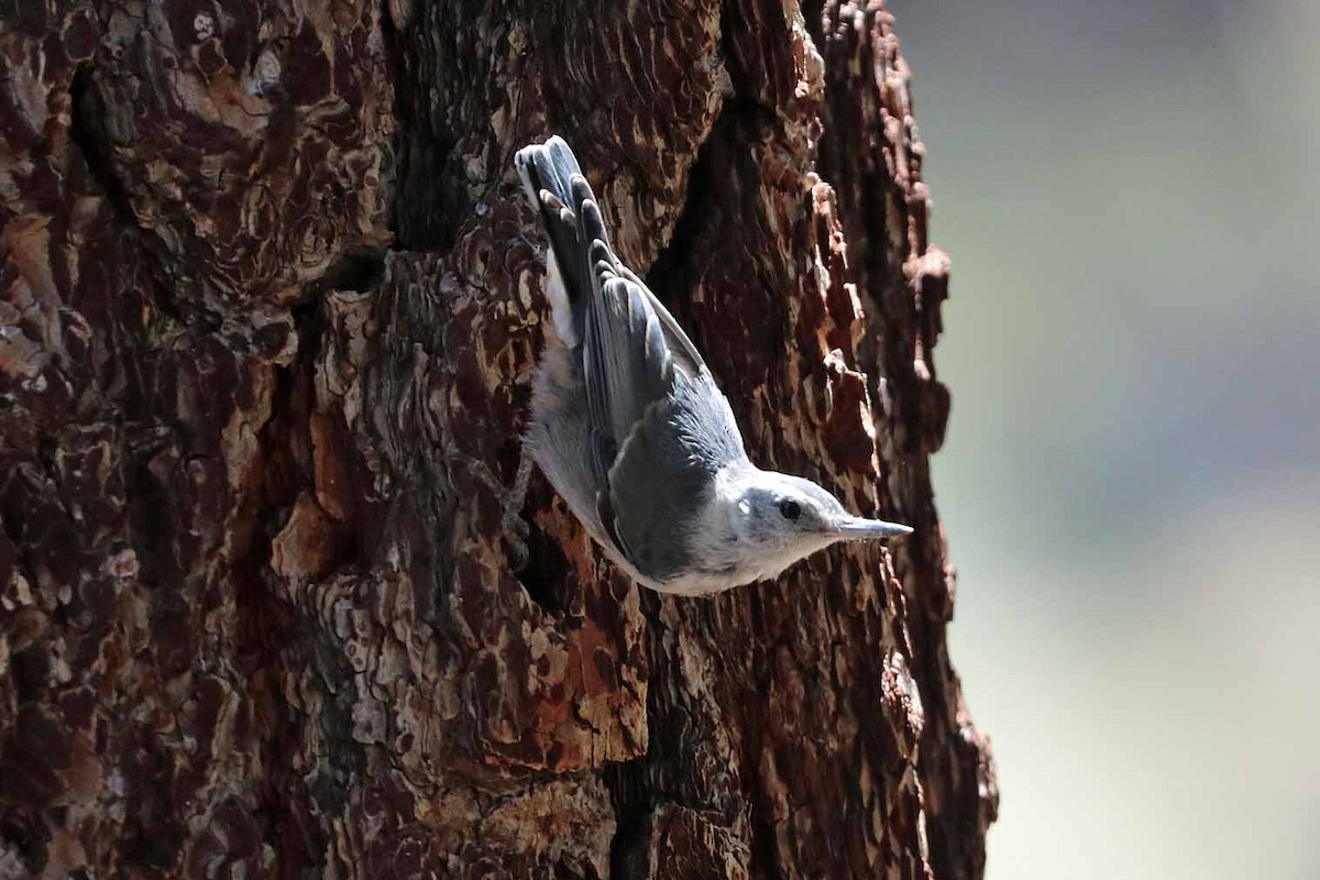 White-breasted Nuthatch - ML468342191