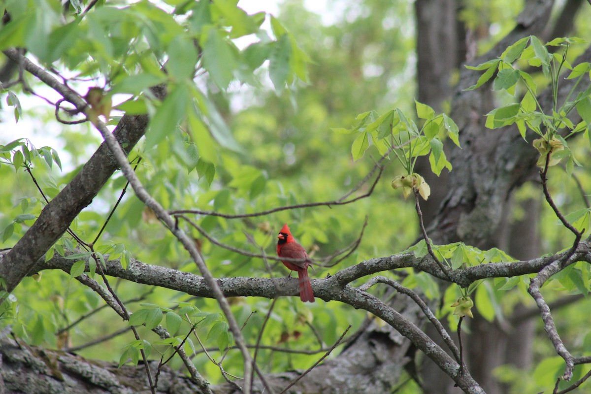 Cardenal Norteño - ML468343481
