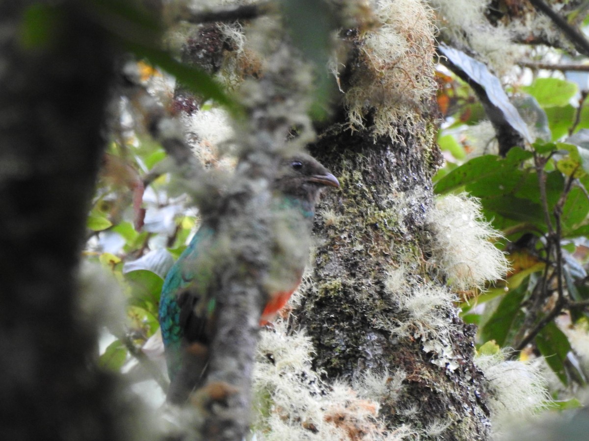 Golden-headed Quetzal - ML468343591