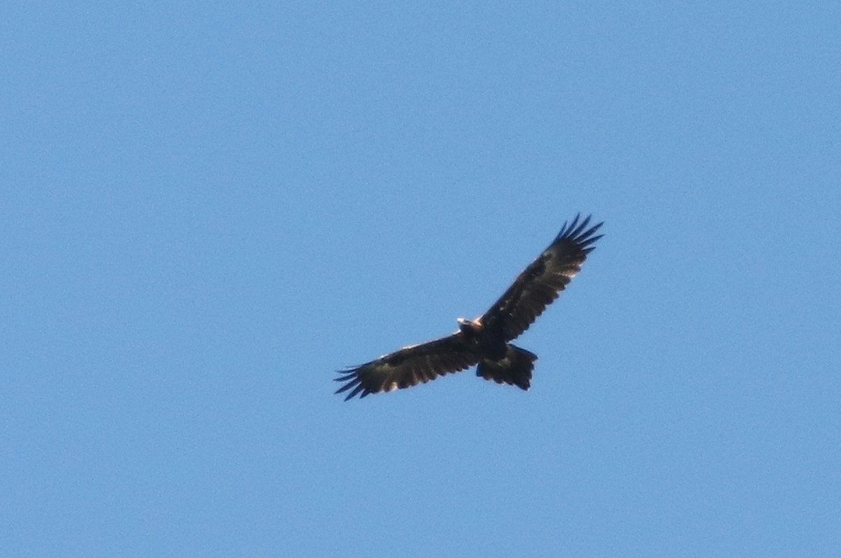 Wedge-tailed Eagle - ML46834361