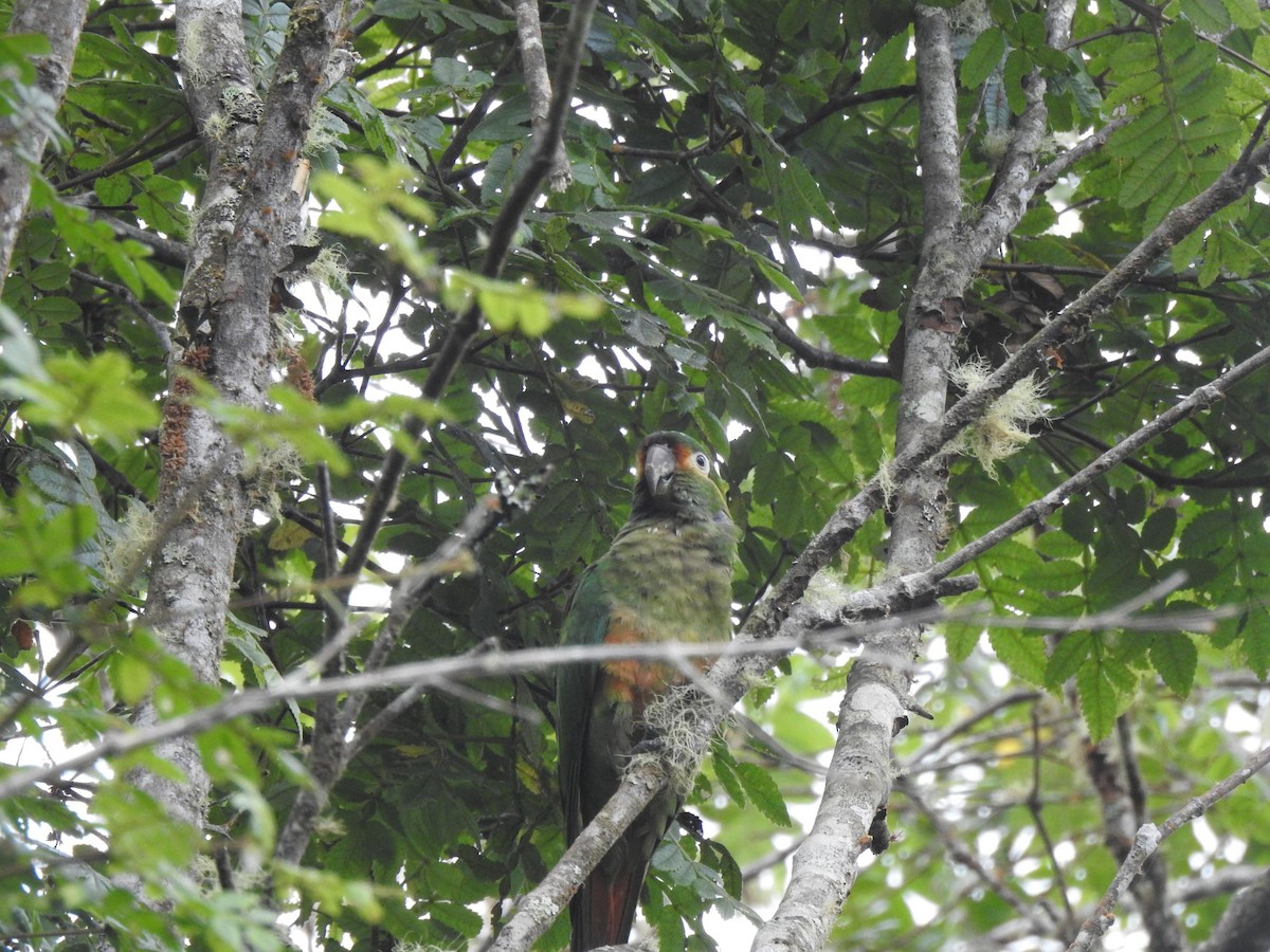 Golden-plumed Parakeet - ML468343711