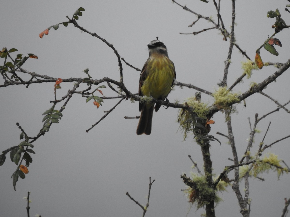 Golden-bellied Flycatcher - ML468343921