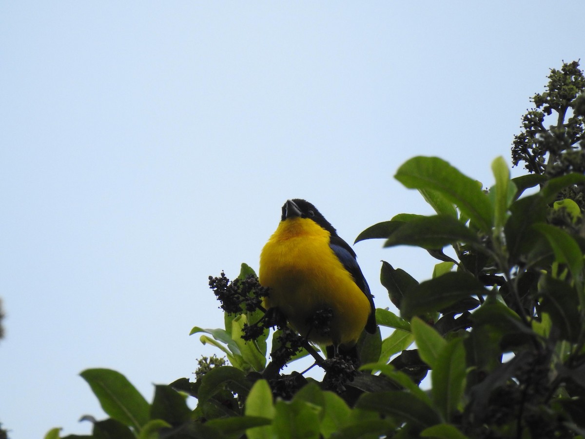 Blue-winged Mountain Tanager - ML468344211