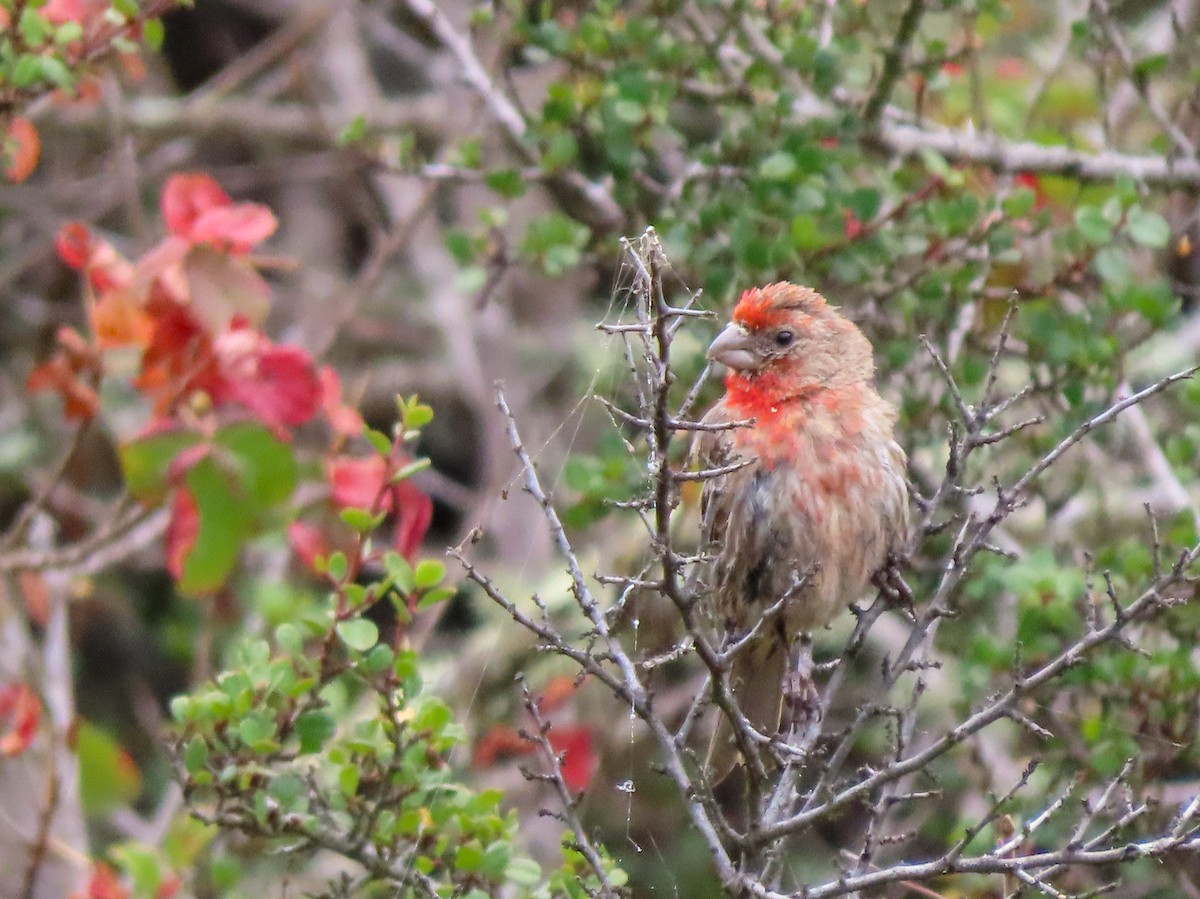 House Finch - ML468344961