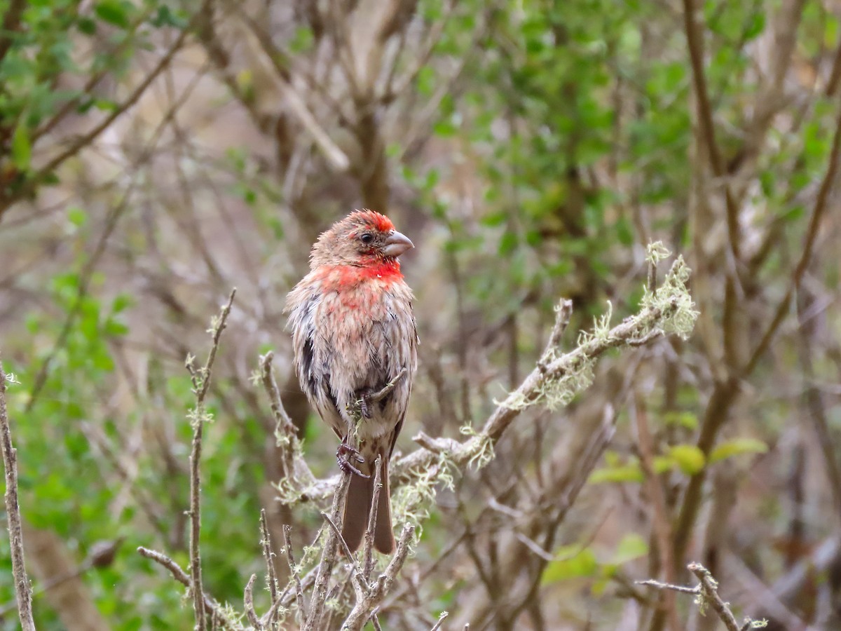 House Finch - ML468344981