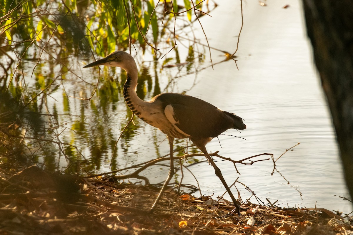 Garza Cuelliblanca - ML468345201