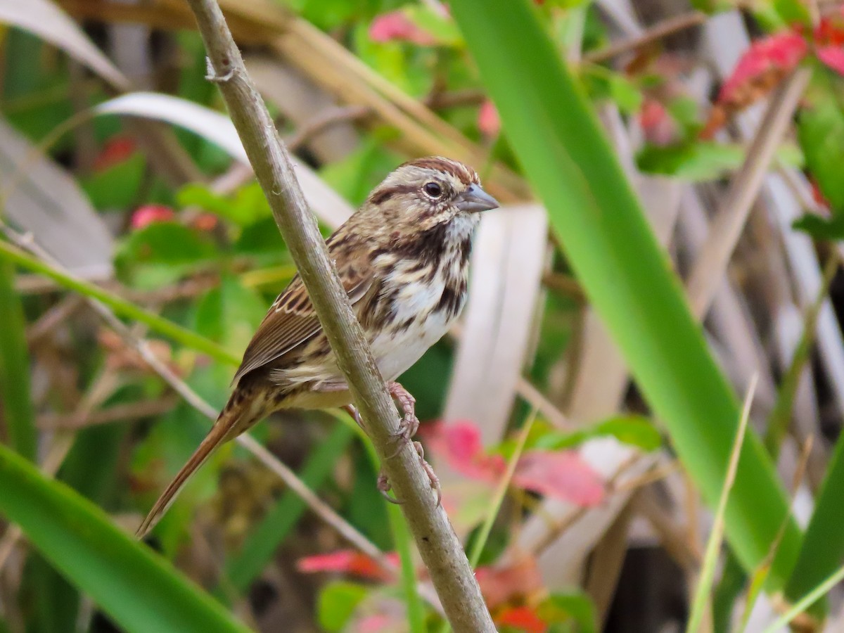 Song Sparrow - ML468345361