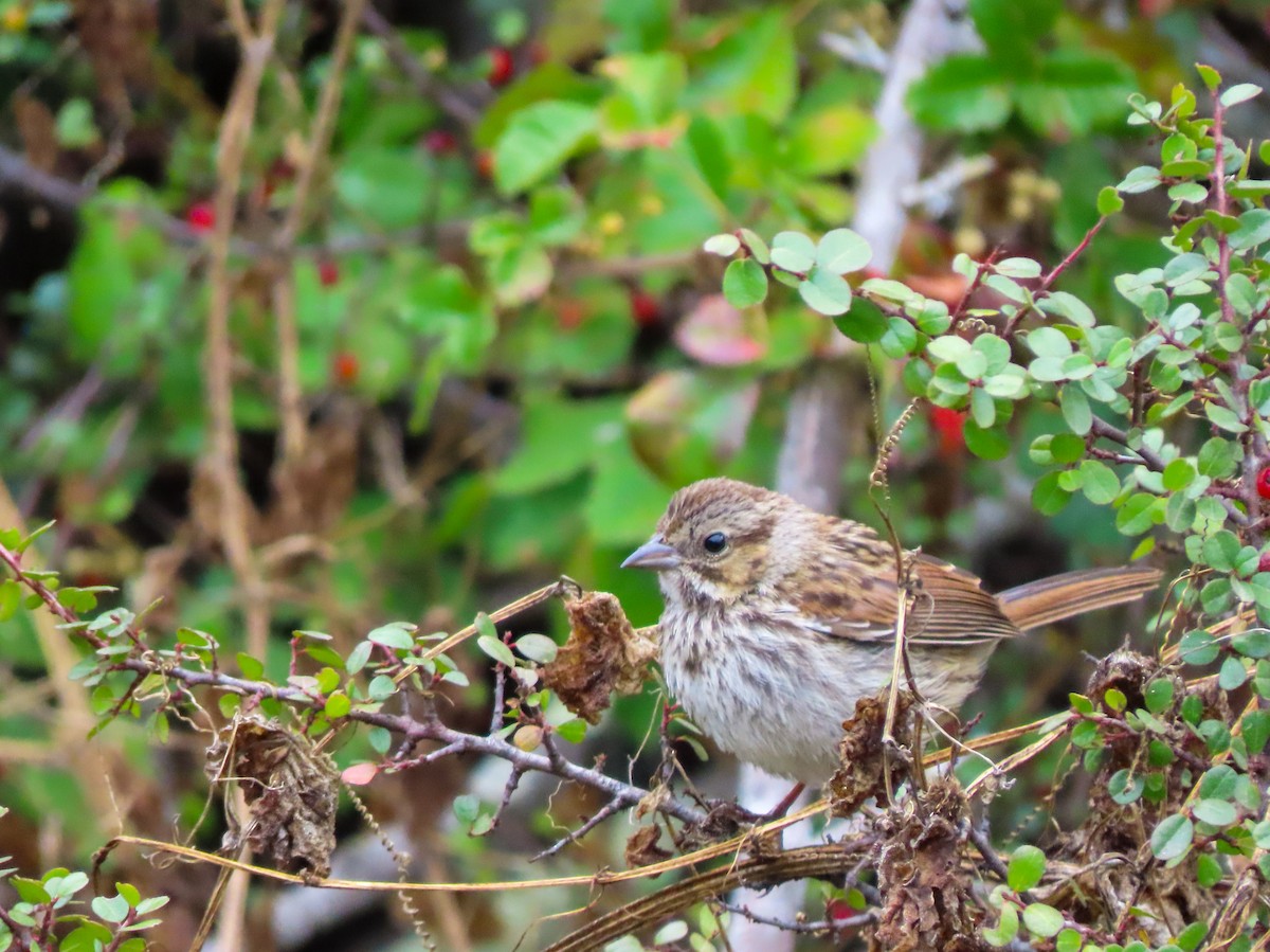 Song Sparrow - ML468345431