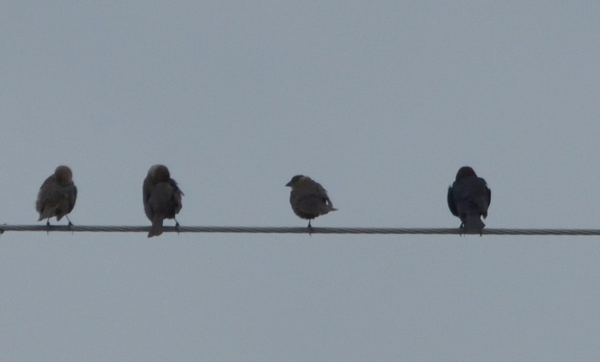 Brown-headed Cowbird - ML468346161