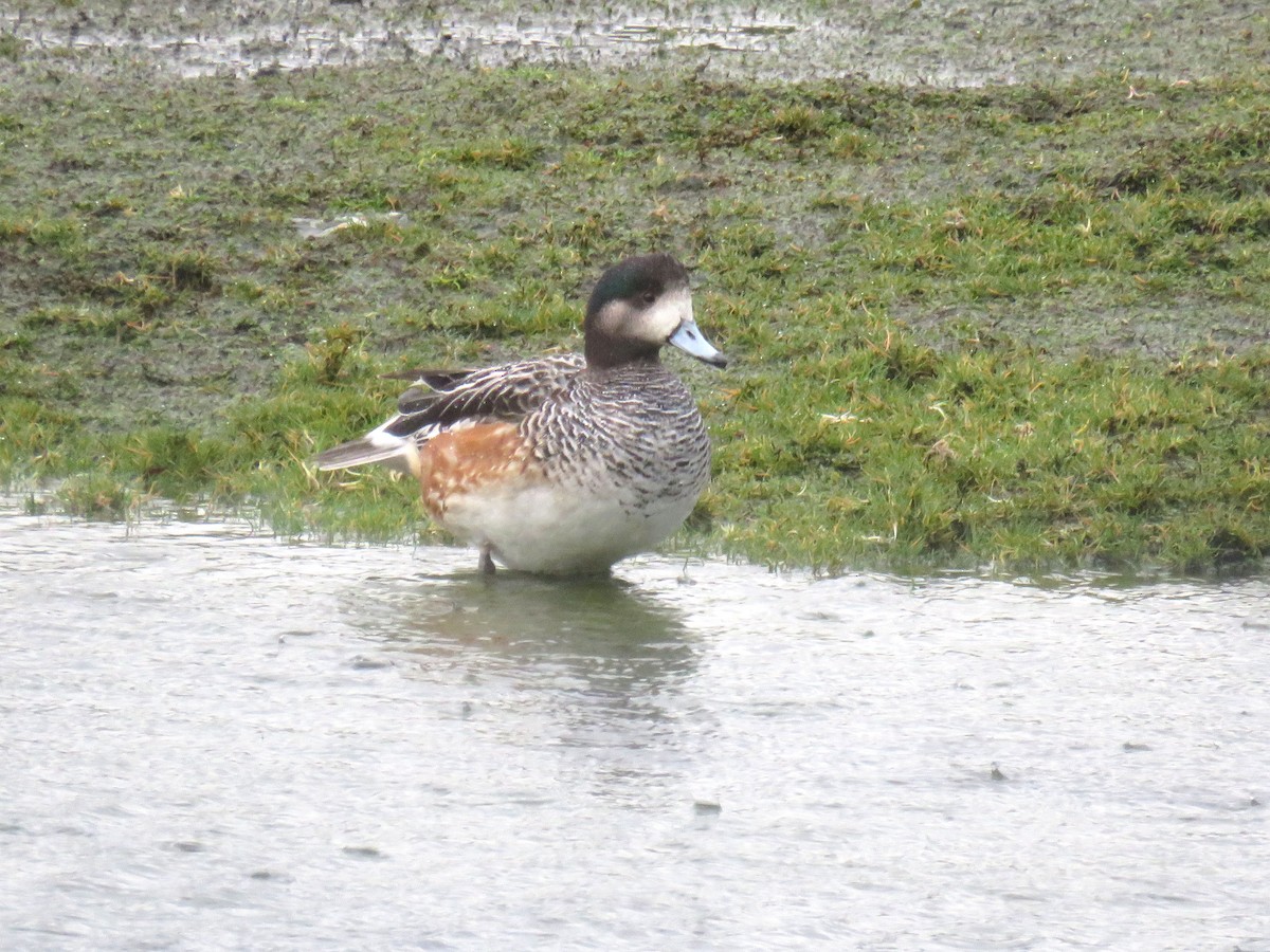 Chiloe Wigeon - ML468347351