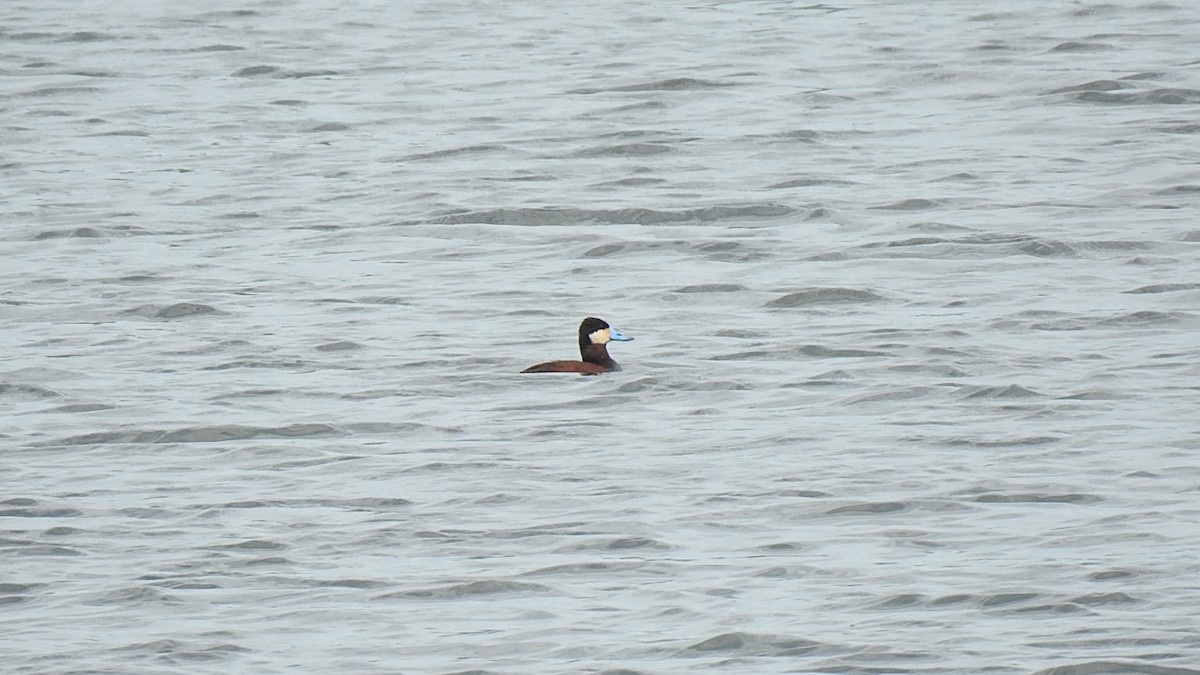 Ruddy Duck - Desmond J MacNeal