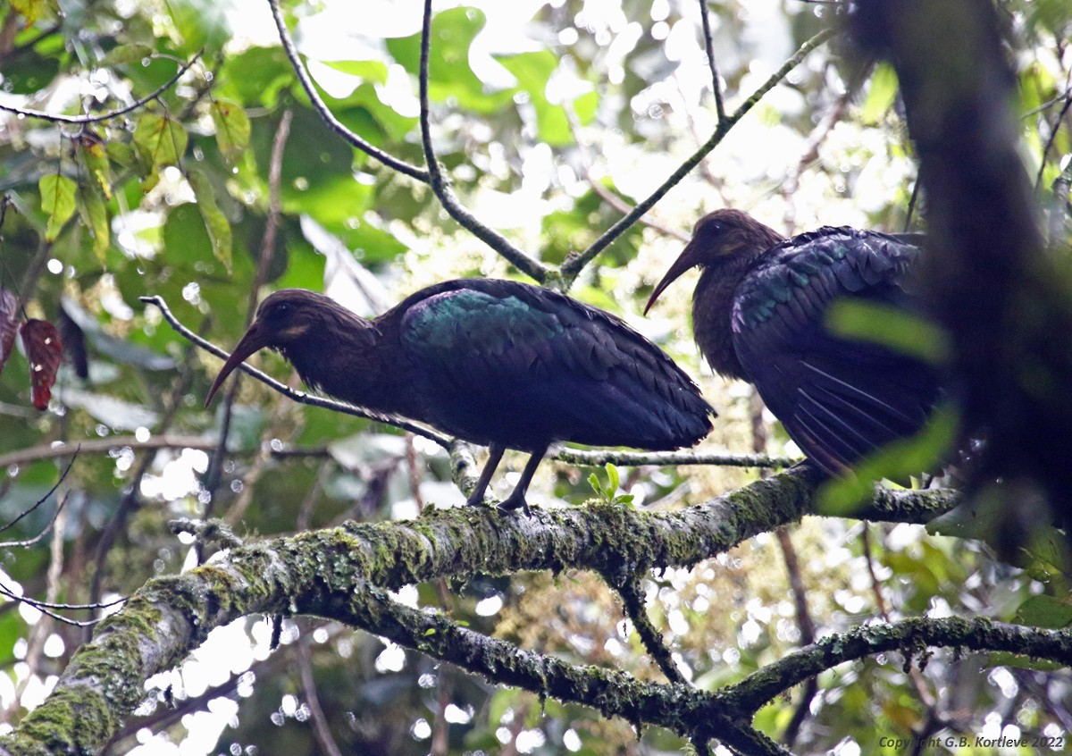 ibis olivový - ML468348431