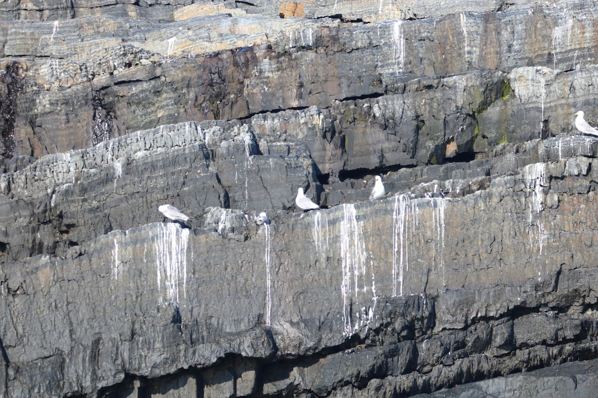 Black-legged Kittiwake - ML468348671