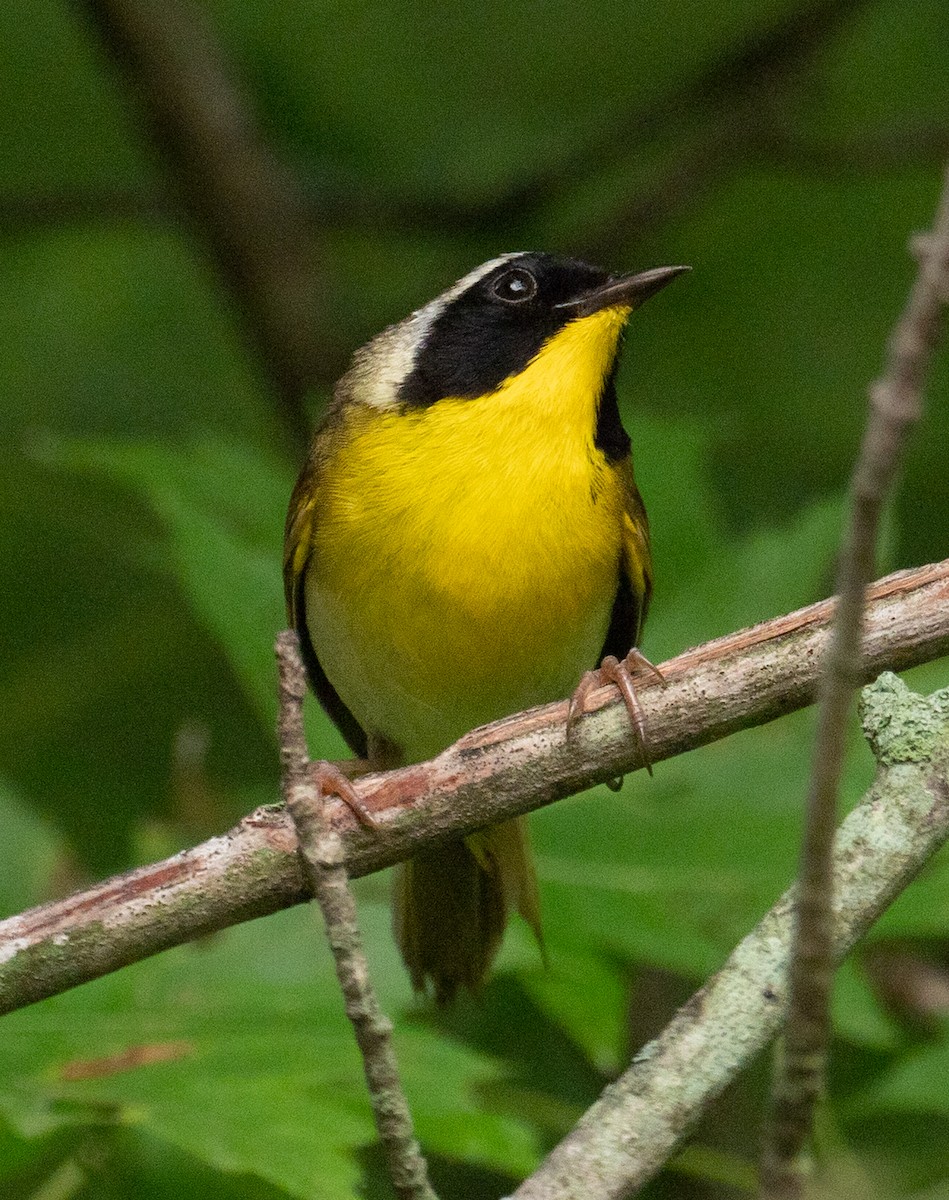 Common Yellowthroat - ML468348991