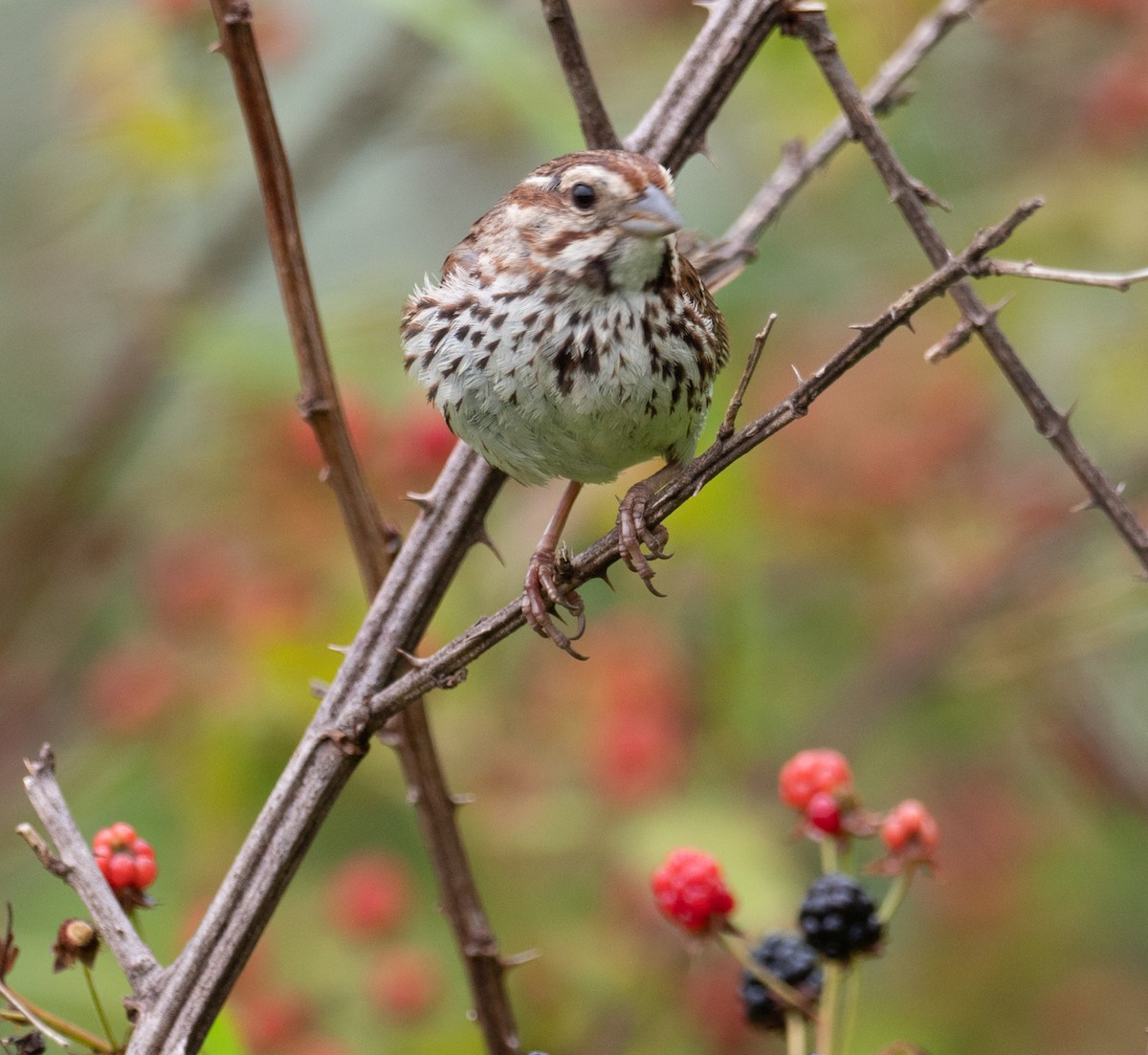 Song Sparrow - ML468349251