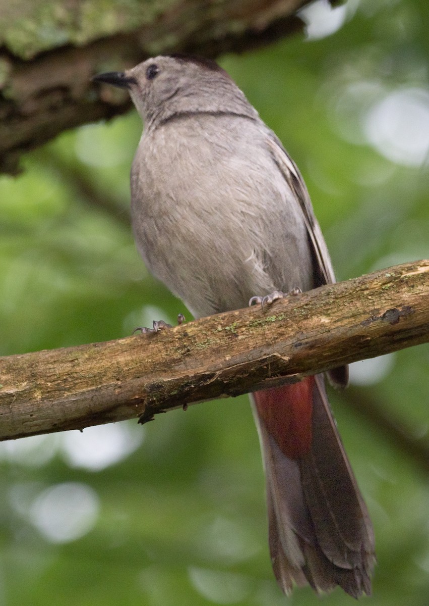 Gray Catbird - ML468349911