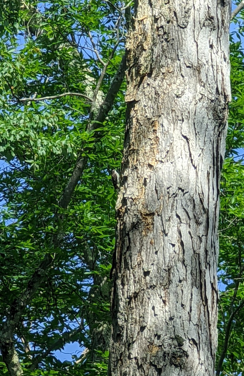 Brown Creeper - ML468350751