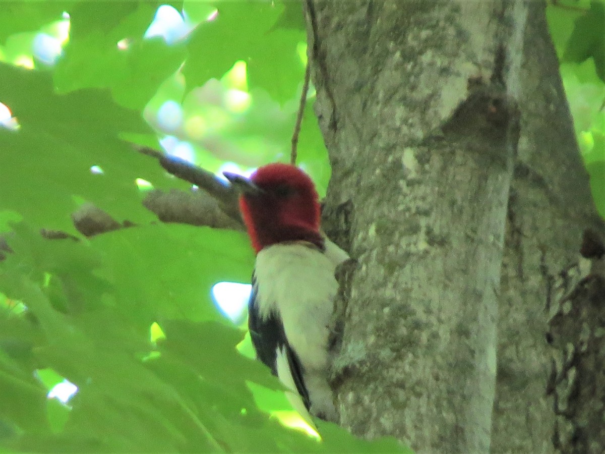 Red-headed Woodpecker - ML468351411
