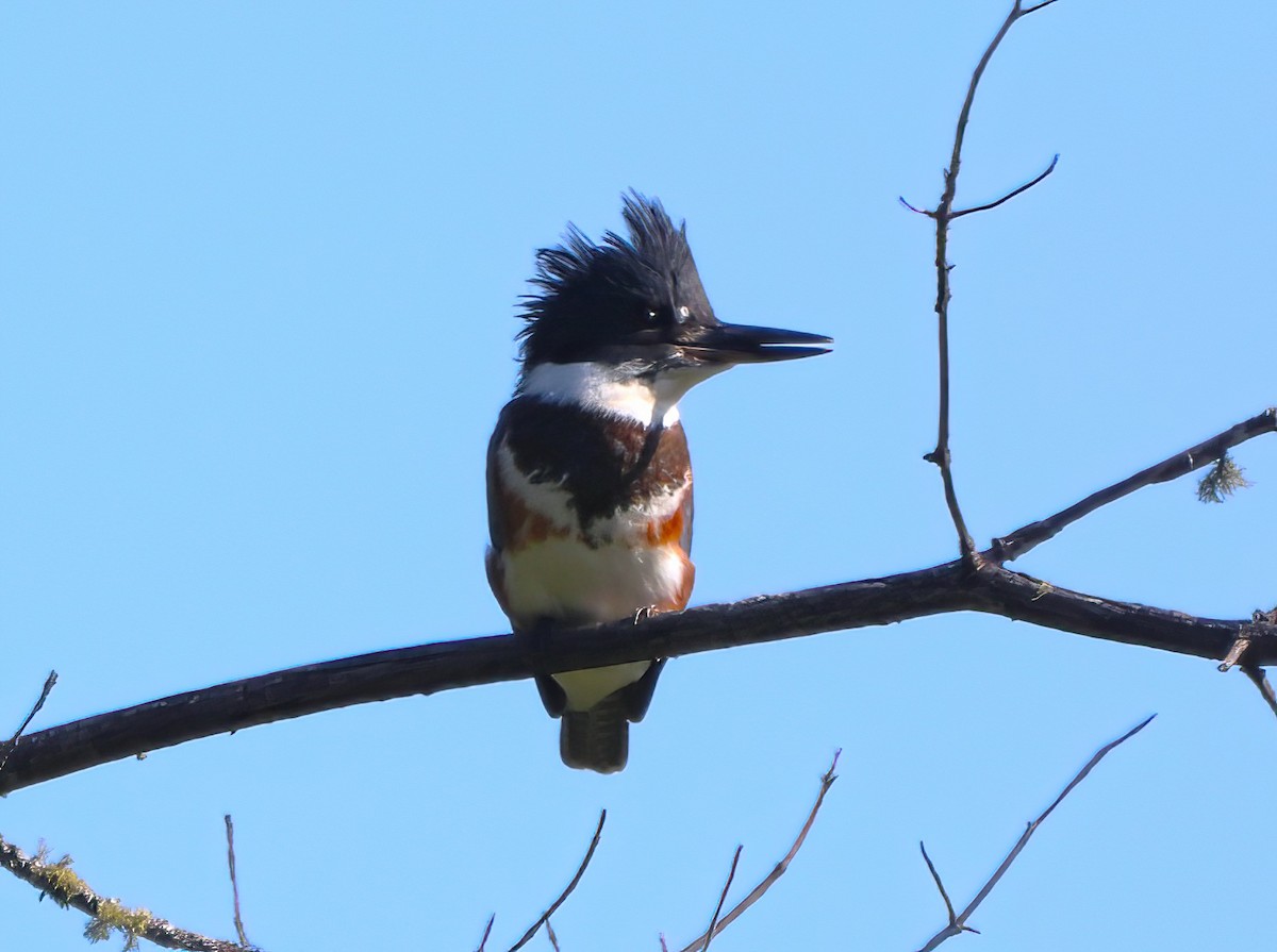 Belted Kingfisher - ML468351461