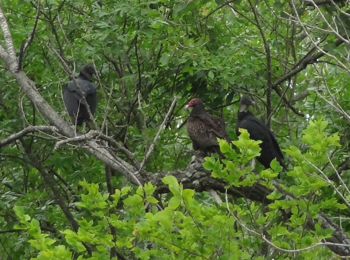 Black Vulture - ML468352191