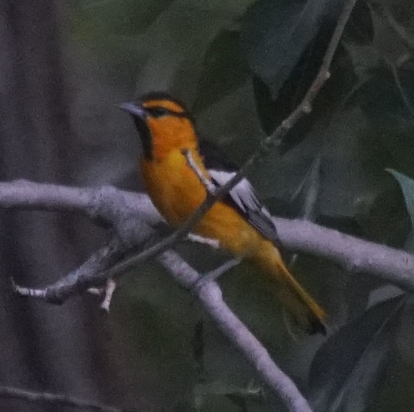 Bullock's Oriole - Samuel Murray