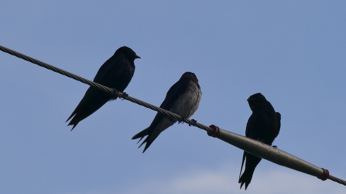 Purple Martin - ML468352891