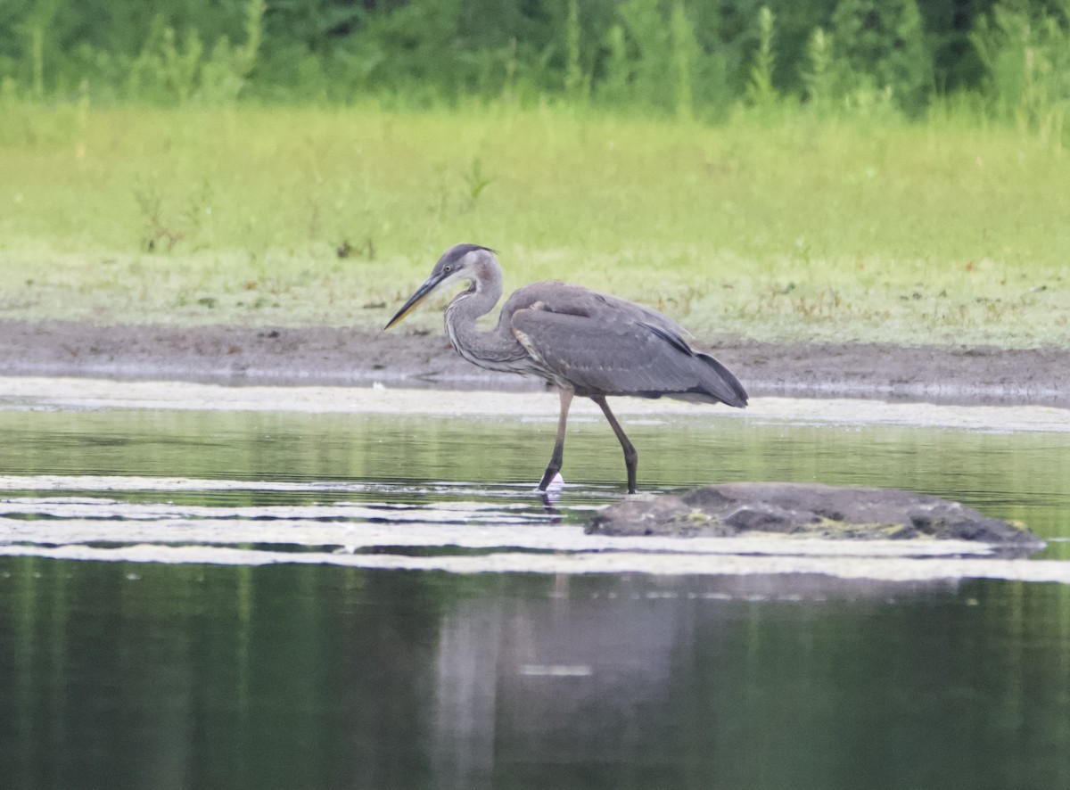 Great Blue Heron - lawrence connolly