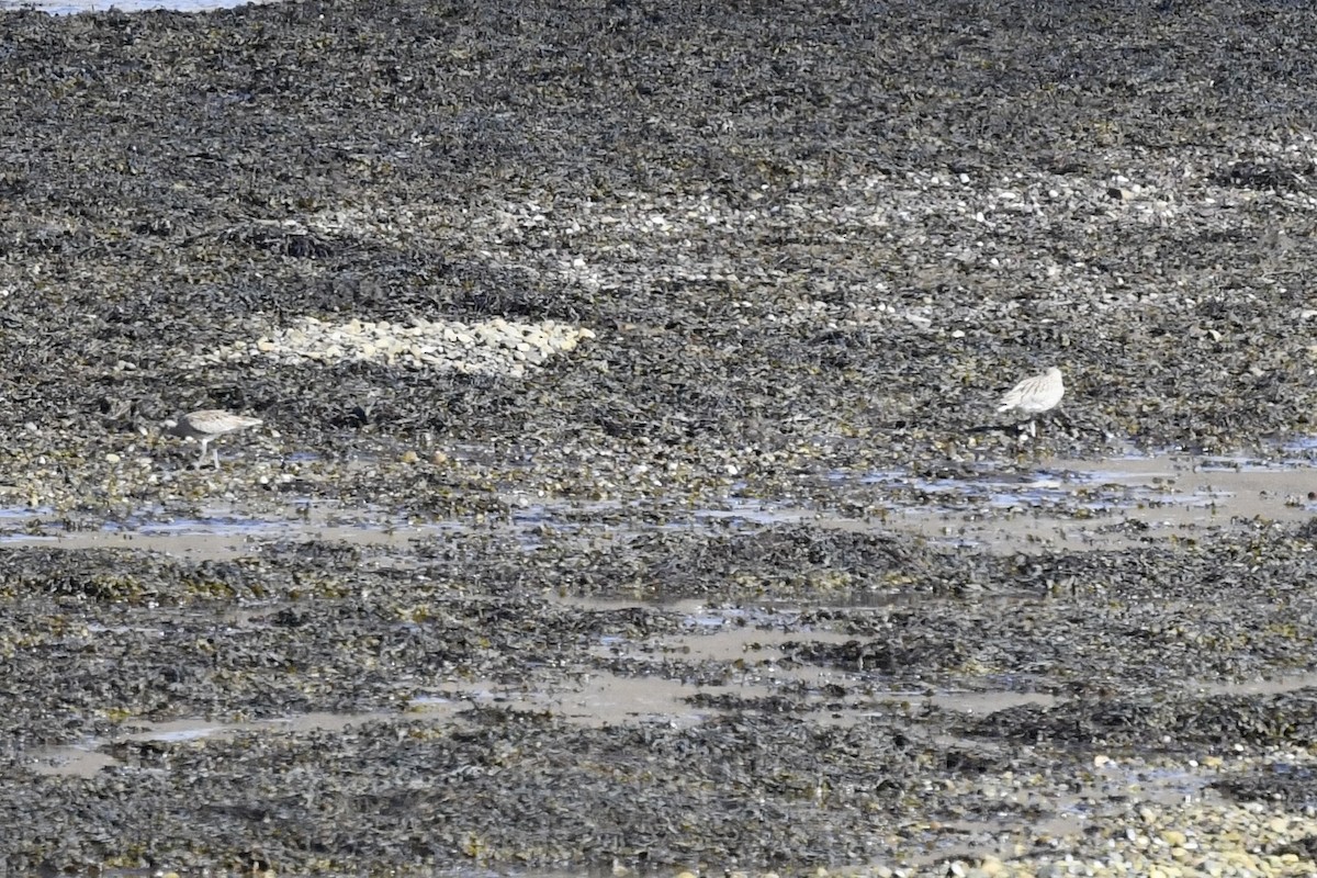 Common Greenshank - ML468354821