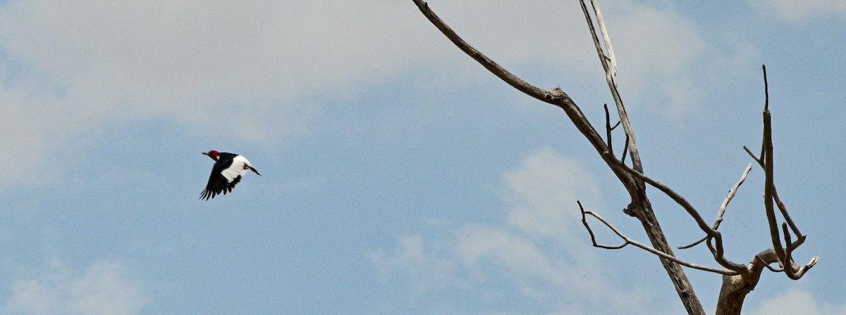 Red-headed Woodpecker - ML468356261